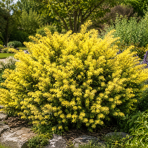 Tis obyčajný (Taxus baccata) ´SEMPERAUREA´ - výška: 15-25 cm, kont. C3L